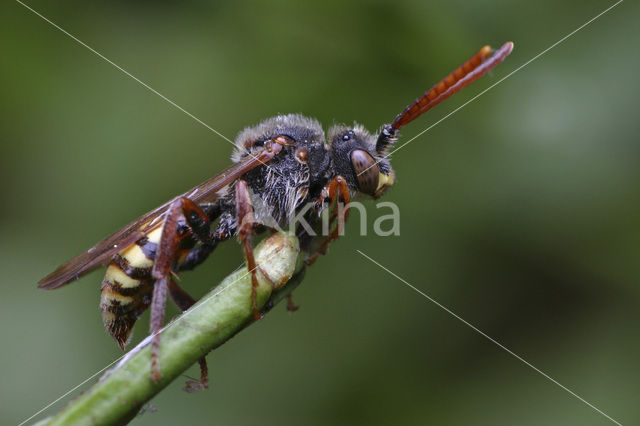 Wasp-bee (Nomada flava)