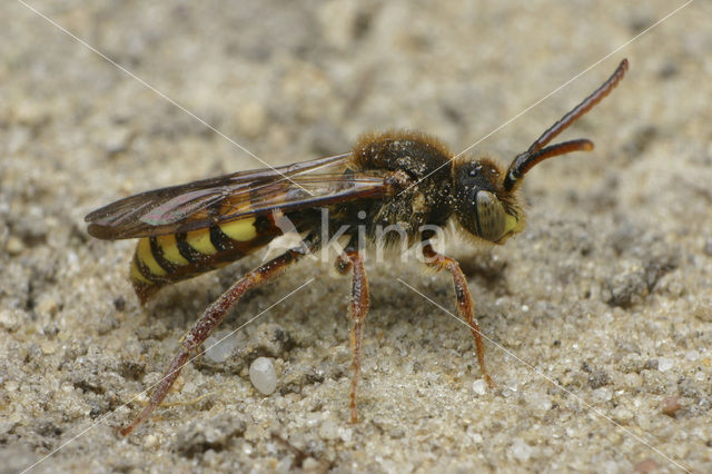 Gewone wespbij (Nomada flava)