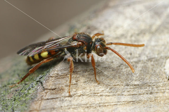 Gewone wespbij (Nomada flava)