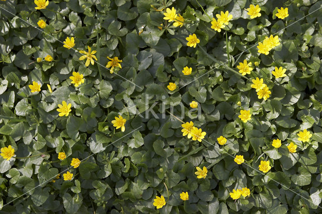 Gewoon speenkruid (Ranunculus ficaria subsp. bulbilifer)