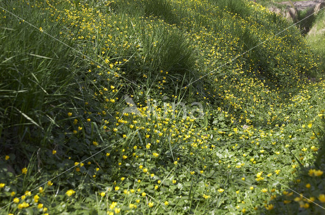 Gewoon speenkruid (Ranunculus ficaria subsp. bulbilifer)