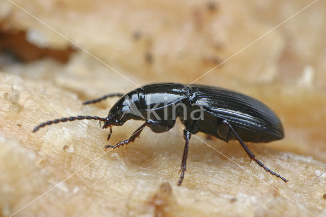 Gladde Zwartschild (Pterostichus diligens)