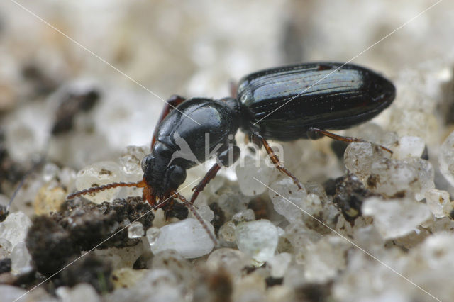 Glansgravertje (Dyschirius politus)