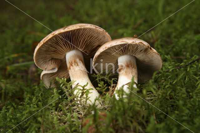 Gordijnzwam (Cortinarius spec)