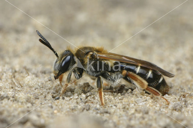 Andrena chrysosceles