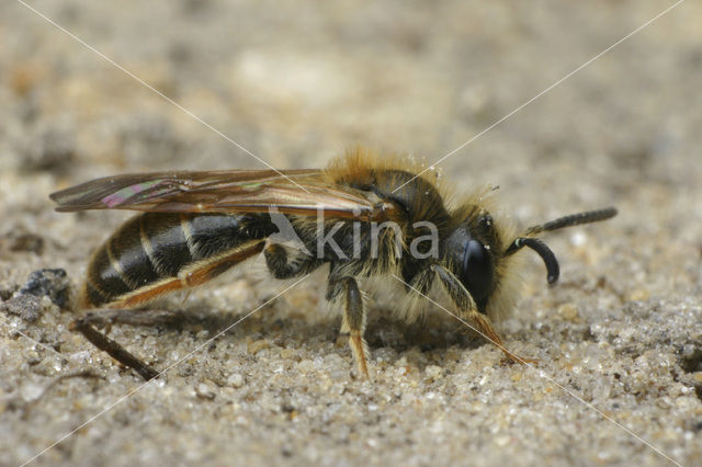 Goudpootzandbij (Andrena chrysosceles)