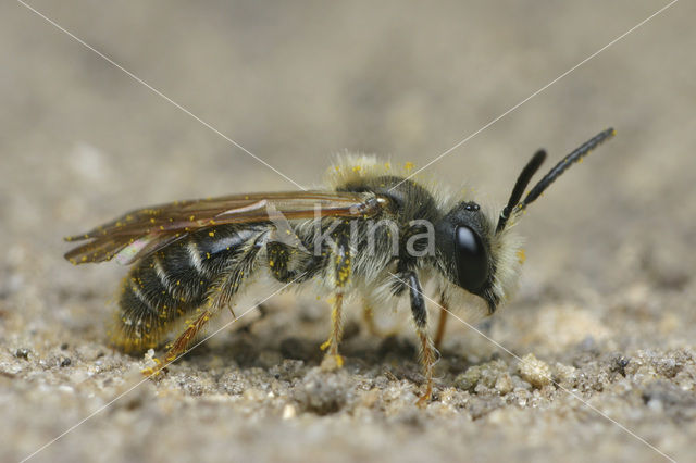 Goudpootzandbij (Andrena chrysosceles)