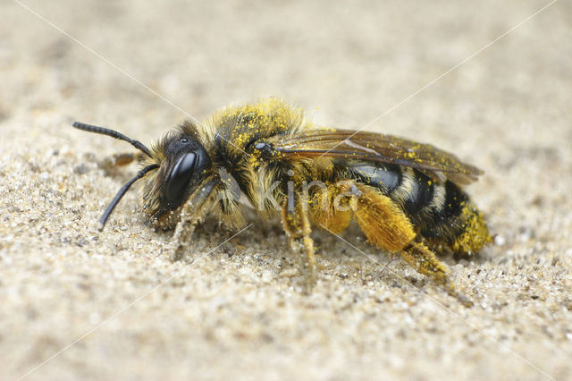 Grasbij (Andrena flavipes)