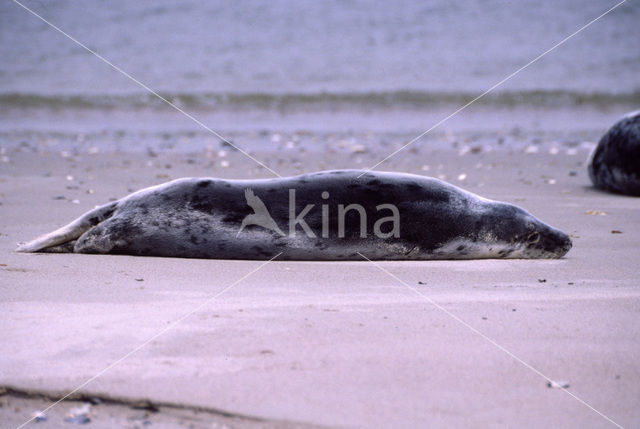 Grijze zeehond