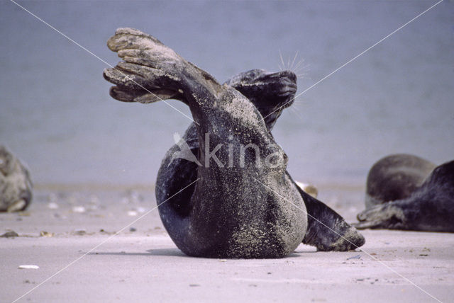 Grijze zeehond