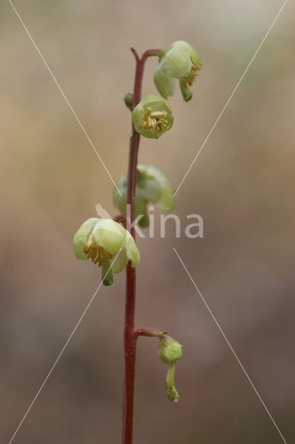 Groenbloemig wintergroen (Pyrola chlorantha)