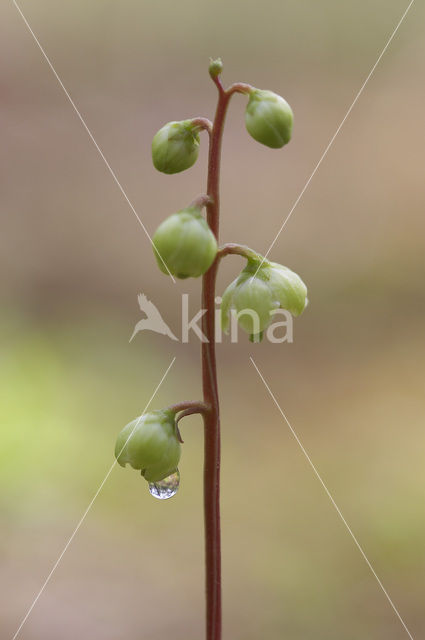 Groenbloemig wintergroen (Pyrola chlorantha)