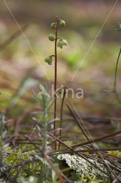 Groenbloemig wintergroen (Pyrola chlorantha)