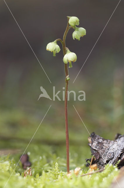 Groenbloemig wintergroen (Pyrola chlorantha)