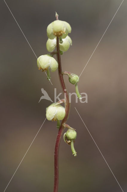 Groenbloemig wintergroen (Pyrola chlorantha)