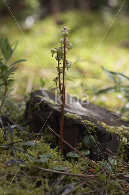 Groenbloemig wintergroen (Pyrola chlorantha)