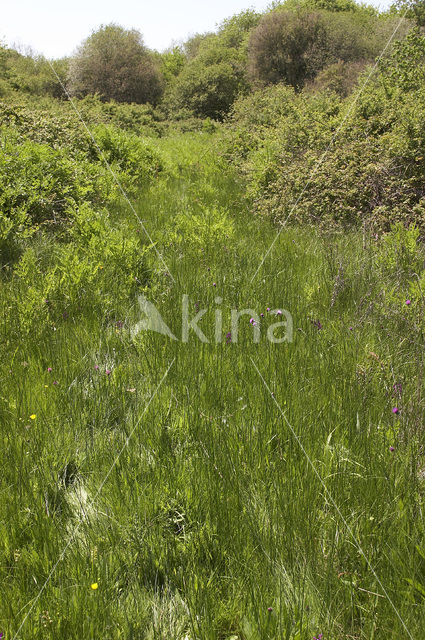 Groene nachtorchis (Coeloglossum viride)