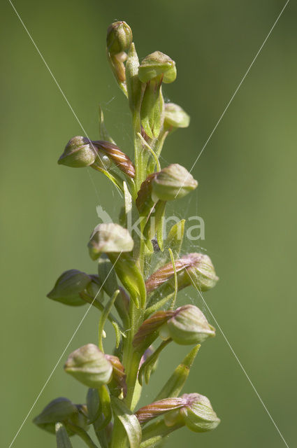 Groene nachtorchis (Coeloglossum viride)