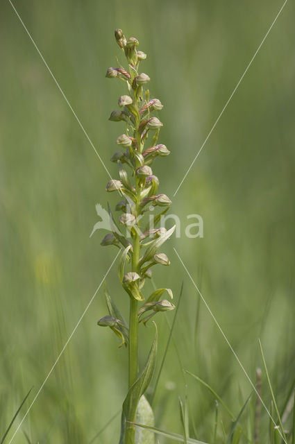 Frog Orchid (Coeloglossum viride)