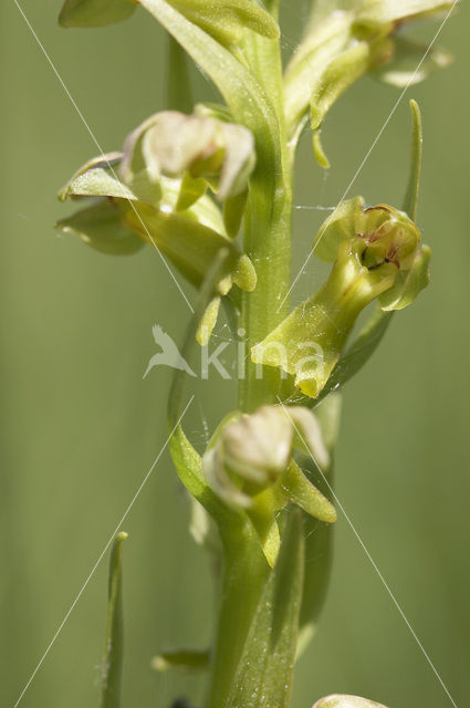 Groene nachtorchis (Coeloglossum viride)