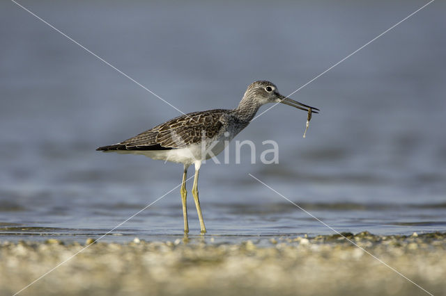 Groenpootruiter (Tringa nebularia)