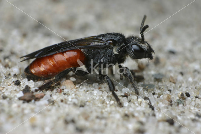 Grote Bloedbij (Sphecodes albilabris)