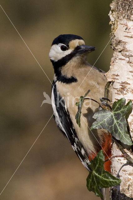 Grote Bonte Specht (Dendrocopos major)