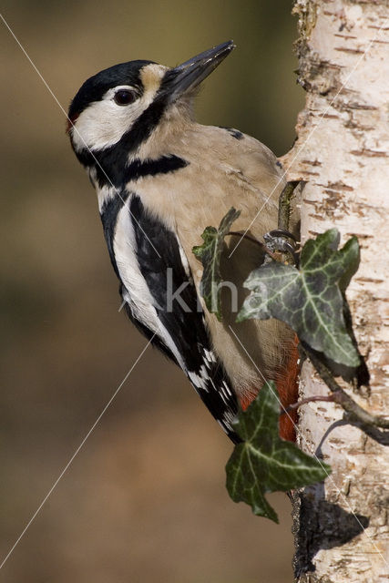 Grote Bonte Specht (Dendrocopos major)