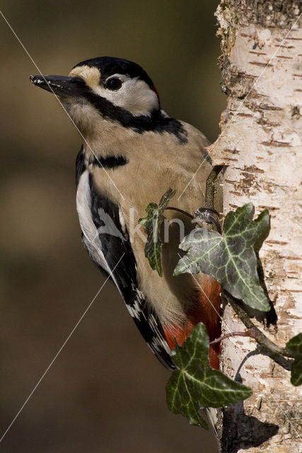 Grote Bonte Specht (Dendrocopos major)