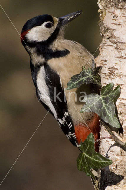 Grote Bonte Specht (Dendrocopos major)