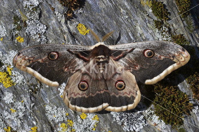 Grote nachtpauwoog (Saturnia pyri)