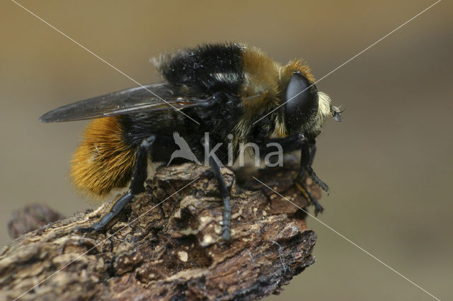 Grote narcisvlieg (Merodon equestris)