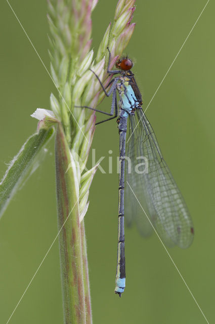 Grote roodoogjuffer (Erythromma najas)