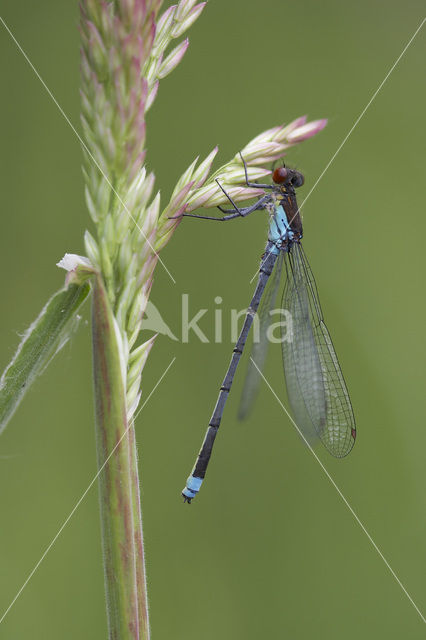 Grote roodoogjuffer (Erythromma najas)