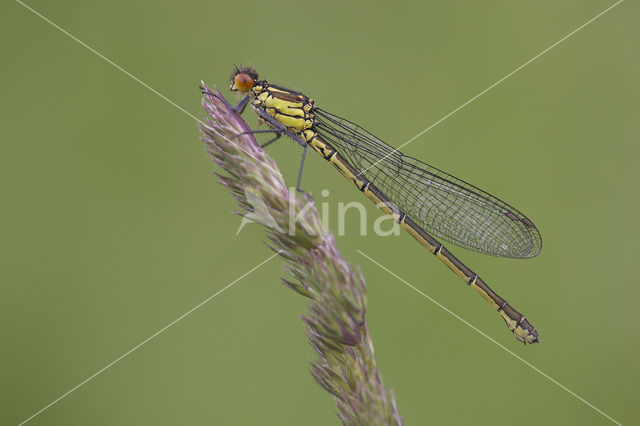 Grote roodoogjuffer (Erythromma najas)