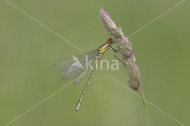 Grote roodoogjuffer (Erythromma najas)