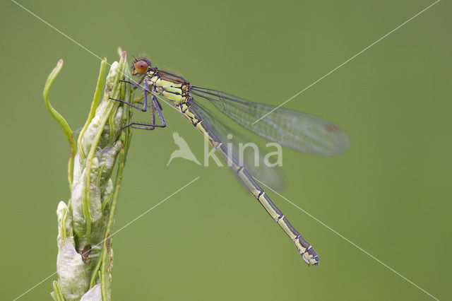 Grote roodoogjuffer (Erythromma najas)