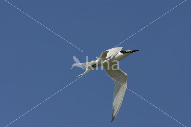 Grote Stern (Sterna sandvicensis)