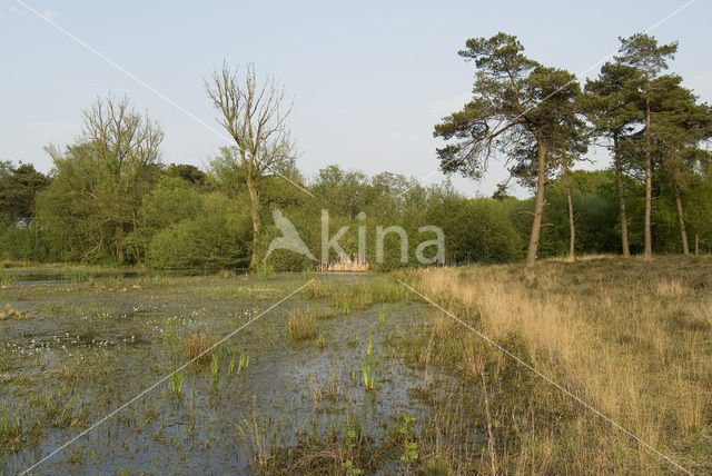 Grove den (Pinus sylvestris)