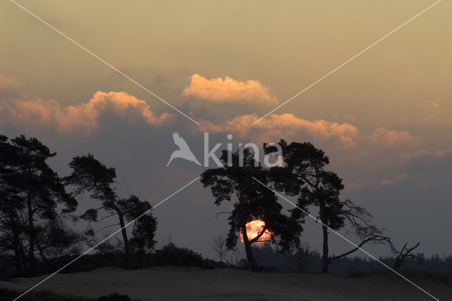 Grove den (Pinus sylvestris)