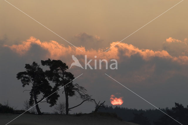 Grove den (Pinus sylvestris)