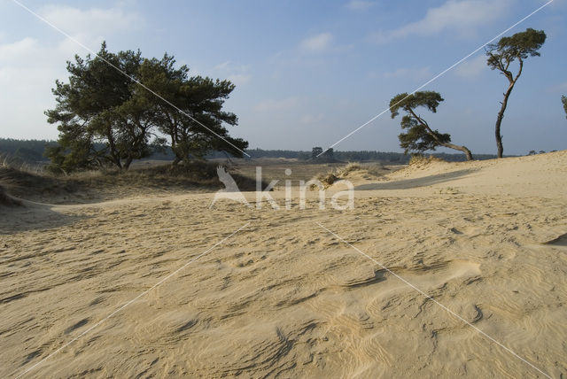 Grove den (Pinus sylvestris)