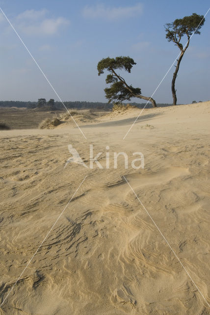 Grove den (Pinus sylvestris)