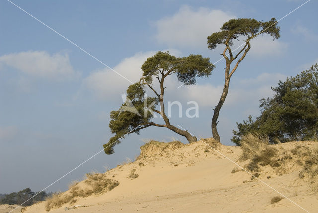 Grove den (Pinus sylvestris)