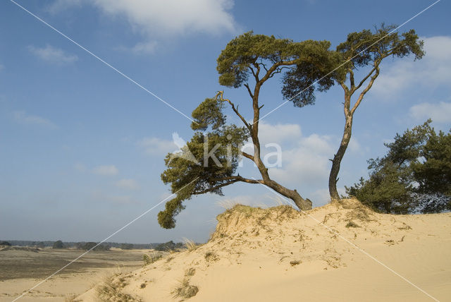 Grove den (Pinus sylvestris)