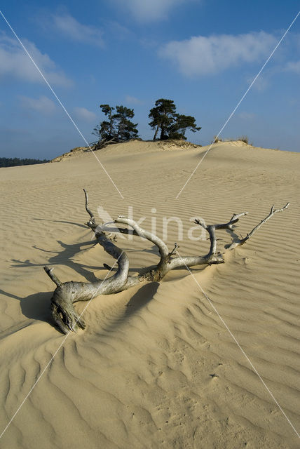 Grove den (Pinus sylvestris)