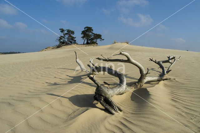 Grove den (Pinus sylvestris)