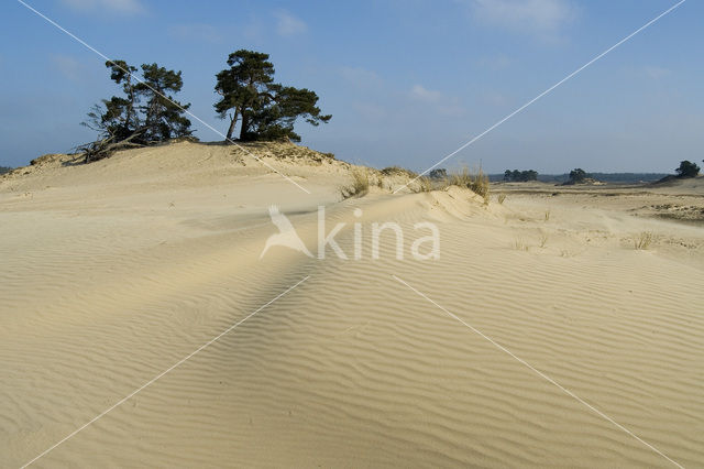 Grove den (Pinus sylvestris)