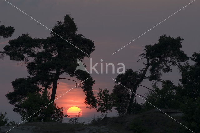 Grove den (Pinus sylvestris)