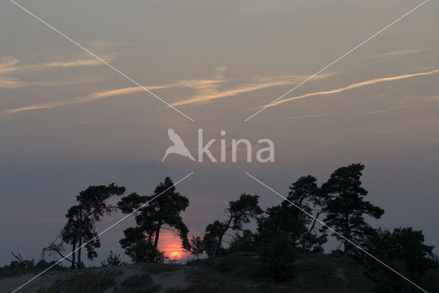 Grove den (Pinus sylvestris)